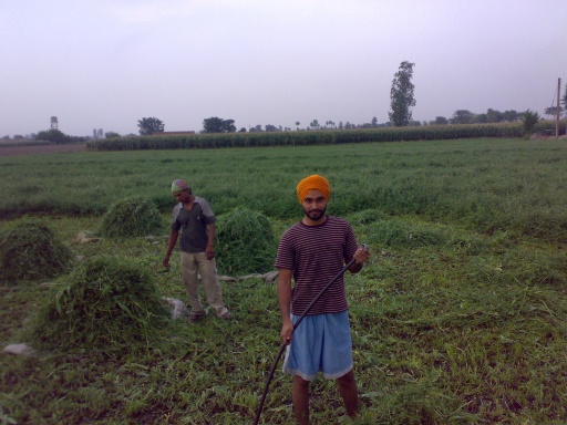 jatt